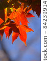 Autumn leaves that turn red beautifully under the blue sky in autumn 84239914