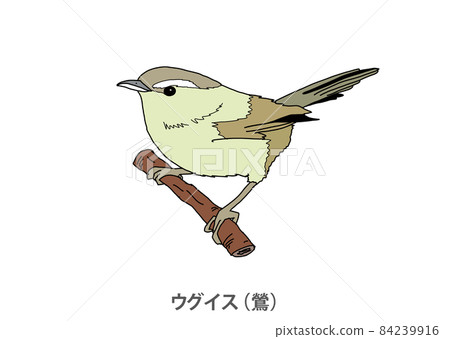 [Prefectural bird] Uguisu (warbler) Fukuoka prefecture 84239916