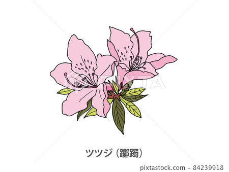 [Prefectural tree] Azalea (Azalea) Fukuoka Prefecture 84239918