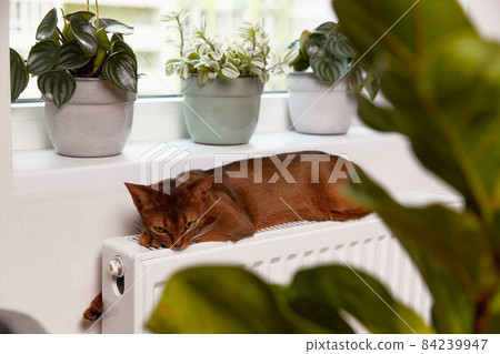 Abyssinian young cat lies on the windowsill. Beautiful purebred short haired kitten 84239947