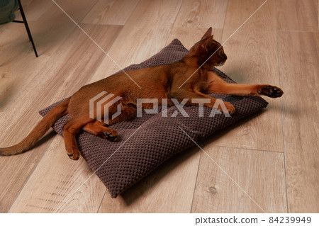 Abyssinian young cat lies on the pillow. Beautiful purebred short haired pet 84239949