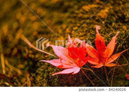 兩片楓葉的佈局 84240026