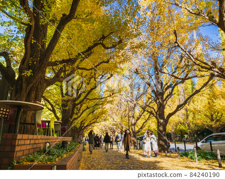 Autumn Jingu Gaien, a row of Icho trees Autumn Jingu Gaien, a row of Icho trees 84240190