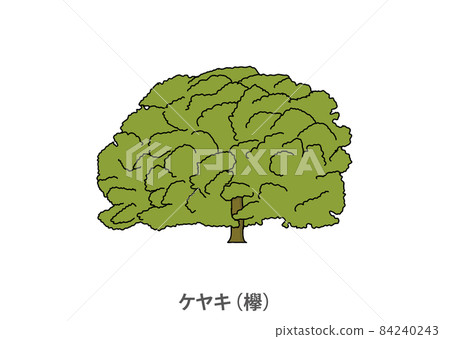 [Prefectural tree] Zelkova (zelkova) Fukushima prefecture 84240243