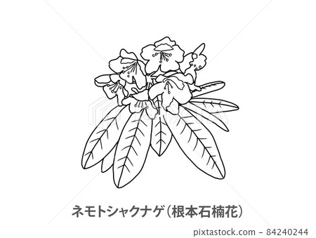 【縣花】福島縣根本Shakunage（Nemotoishi Kusunage）-線描 84240244
