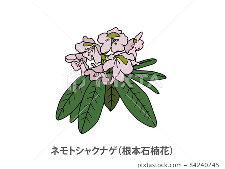 [Prefectural Flower] Nemoto Shakunage (Nemotoishi Kusunage) Fukushima Prefecture 84240245
