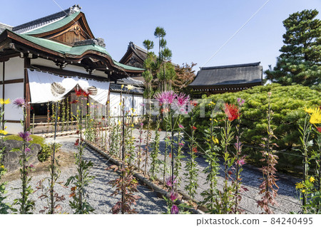 Former Saga Imperial Palace Autumn Daikakuji Temple Saga Kiku Former Saga Imperial Palace Autumn Daikakuji Temple Saga Kiku 84240495