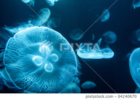 Jellyfish floating in ocean 84240670
