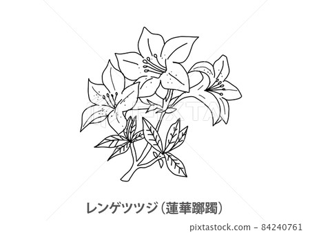 [Prefectural flower] Japanese azalea (Renka azalea) Gunma prefecture 84240761