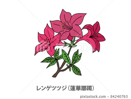 [Prefectural flower] Japanese azalea (Renka azalea) Gunma prefecture 84240763