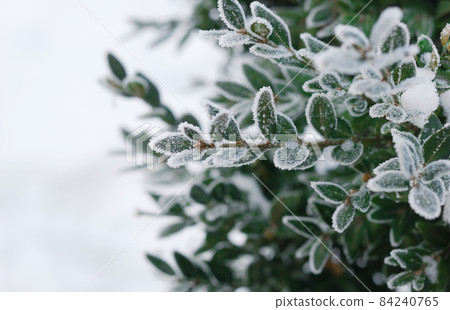 Christmas, winter background with frosty boxtree. Christmas, winter background with frosty boxtree. 84240765