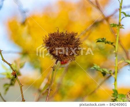 Mature gall ( Rhodites - Diplolepis rosae ) on a branch of rose hip (Rosa canina ) at autumn 84240901