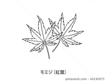 [縣花]楓（秋葉）廣島縣線描 84240973