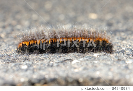 The caterpillar of the fox moth - Macrothylacia rubi, crawls on the road 84240984