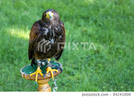 A Harris's hawk (Parabuteo unicinctus), formerly known as the bay-winged hawk  84241000