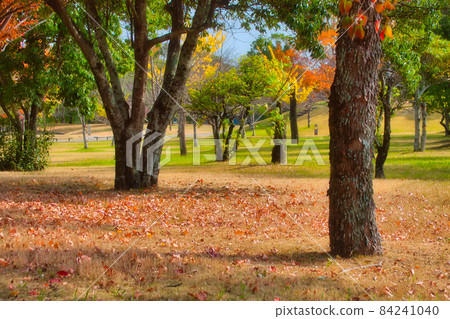 Saga Prefectural Forest Park, autumn scenery 84241040