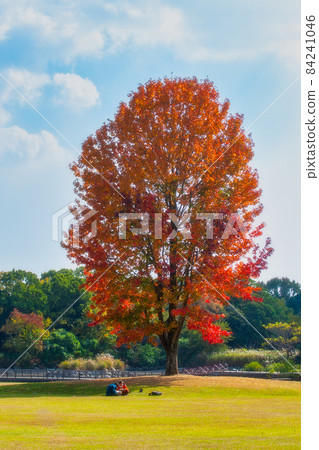 佐賀縣立森林公園,秋色 佐賀縣立森林公園,秋色 84241046