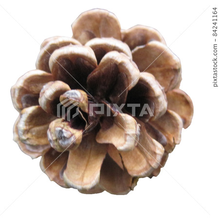Pine cone cutout photo Pine cone cutout photo 84241164