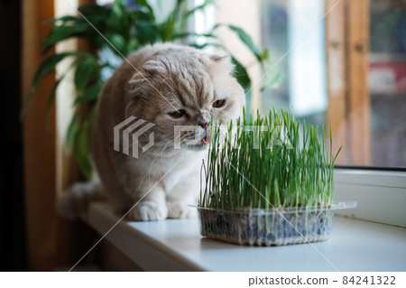 Cute Scottish fold cat sitting near catnip or cat grass grown from barley, oat, wheat or rye seeds. Cat grass is grown indoors for household pets. Cat tasting grass near flower pot on window at home. Cute Scottish fold cat sitting near catnip or cat grass grown from barley, oat, wheat or rye seeds. Cat grass is grown indoors for household pets. Cat tasting grass near flower pot on window at home. 84241322