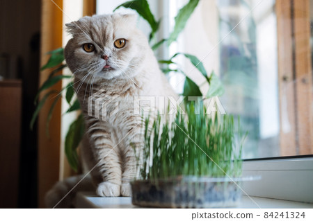Cute Scottish fold cat sitting near catnip or cat grass grown from barley, oat, wheat or rye seeds. Cat grass is grown indoors for household pets. Cat tasting grass near flower pot on window at home. Cute Scottish fold cat sitting near catnip or cat grass grown from barley, oat, wheat or rye seeds. Cat grass is grown indoors for household pets. Cat tasting grass near flower pot on window at home. 84241324