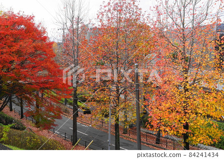 November Tama 462 Sweetgum autumn leaves, Mahikizawa Kita-dori, Hijirigaoka 1-chome November Tama 462 Sweetgum autumn leaves, Mahikizawa Kita-dori, Hijirigaoka 1-chome 84241434