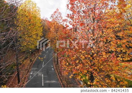 November Tama 461 Autumn leaves of sweetgum, Mahikizawa Kita-dori, Hijirigaoka 1-chome November Tama 461 Autumn leaves of sweetgum, Mahikizawa Kita-dori, Hijirigaoka 1-chome 84241435
