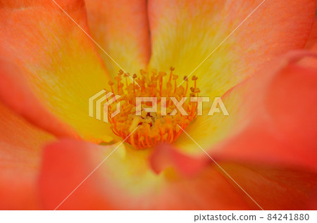 Stubbornness 84241880