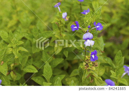 Blue Hawaii, Brazilian Snapdragon or Amazon Blue plant in garden. 84241885