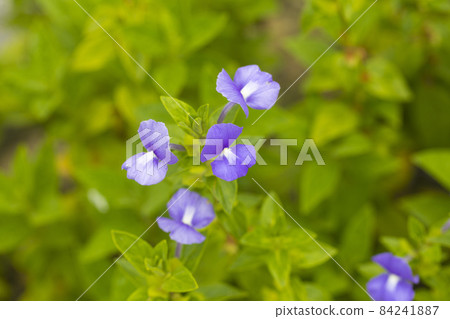 Blue Hawaii, Brazilian Snapdragon or Amazon Blue plant in garden. 84241887