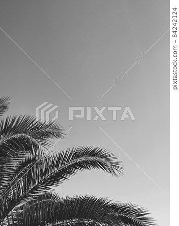 Summer holiday and tropical nature concept. Palm tree in summertime as vintage black and white, monochrome background 84242124