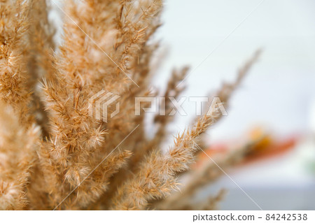 Vertical dry pampas grass reed against white wall and curtains. Minimal interior decor concept. Cozy home with dried fluffy plants. Abstract decoration, minimalism style 84242538