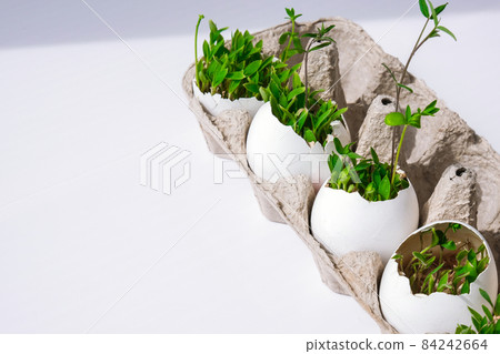 Fresh micro greens. Microgreens of arugula and cress grow in white egg shell. Cardboard boxes with seedlings in eggshell. Sprouts. Seedlings without plastic. Growing microgreens at home Fresh micro greens. Microgreens of arugula and cress grow in white egg shell. Cardboard boxes with seedlings in eggshell. Sprouts. Seedlings without plastic. Growing microgreens at home 84242664