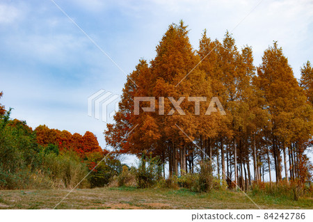 Metasequoia Forest 2 84242786