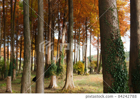 In the woods of Metasequoia In the woods of Metasequoia 84242788