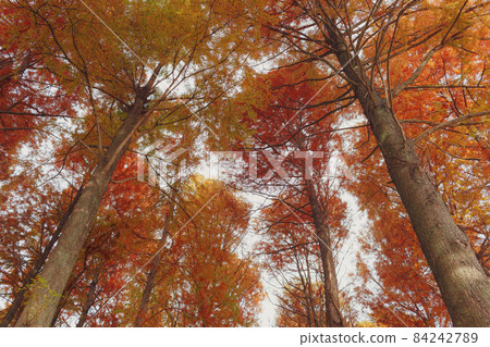 Metasequoia Forest Metasequoia Forest 84242789