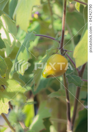 Canary eggplant (Fox face) vertical Canary eggplant (Fox face) vertical 84242790