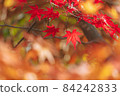 Bright red maple leaves 84242833