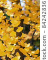 Ginkgo in full bloom (vertical) 84242836