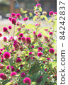 Dark pink Globe amaranth (vertical) 84242837