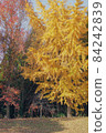 big ginkgo tree 84242839