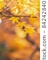 Golden maple (vertical) 84242840