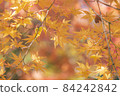 Shining yellow maple 84242842