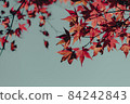 Sky and red maple 84242843