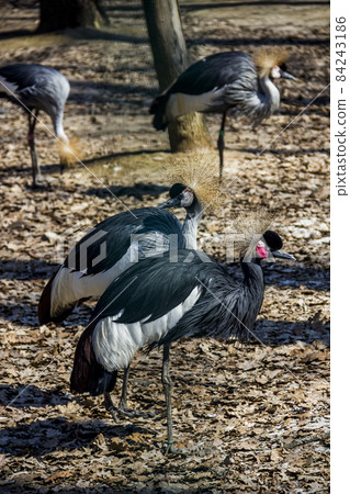 black crowned cranes in the zoo 84243186