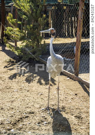 young white-naped crane in the zoo 84243187