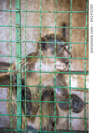 a macaque in cage in the zoo a macaque in cage in the zoo 84243200