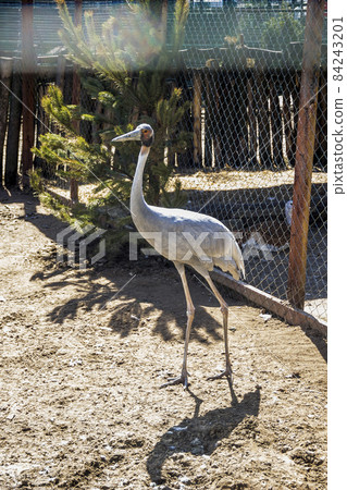 young white-naped crane in the zoo 84243201