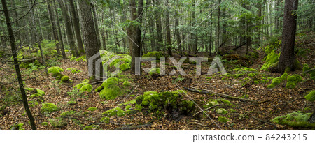 carpathian forest landscape, national park Skolivski beskidy carpathian forest landscape, national park Skolivski beskidy 84243215