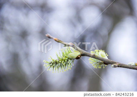 a male willow catkins 84243216