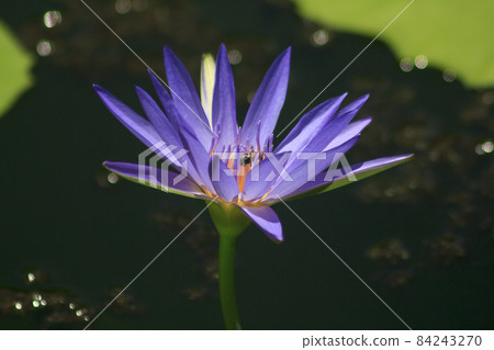 A bee sucks the nectar of a purple lotus blooming. A bee sucks the nectar of a purple lotus blooming. 84243270